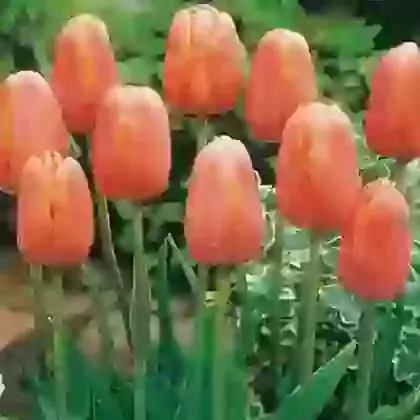 May Flowering Tulips